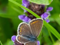 Hauhechel Bläuling Weibchen